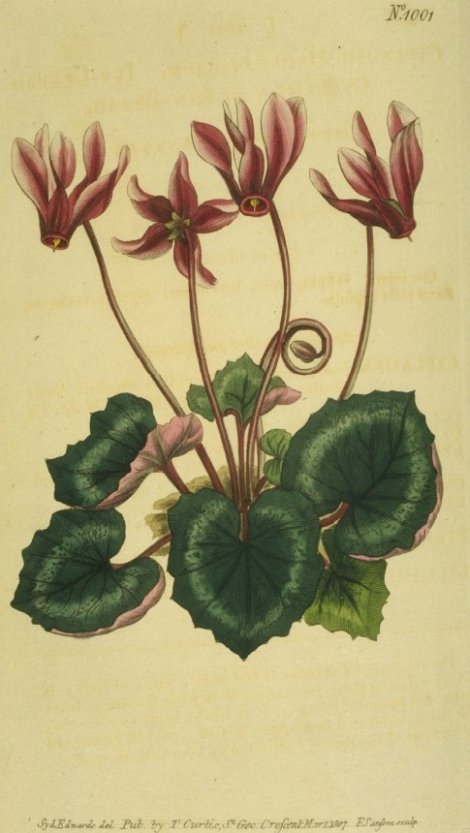 Cyclamen repandum - Curtis's Botanical