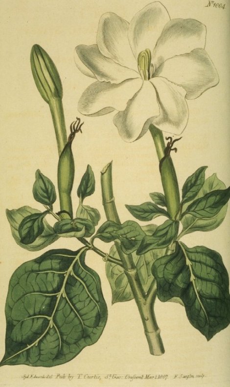 Gardenia thunbergia - Curtis's Botanical