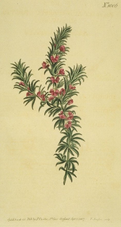 Muraltia alopecuroides - Curtis's Botanical