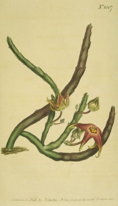 Stapelia divaricata - Curtis's Botanical