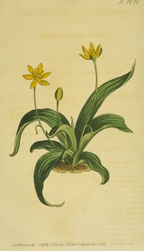 Hypoxis ovata - Curtis's Botanical