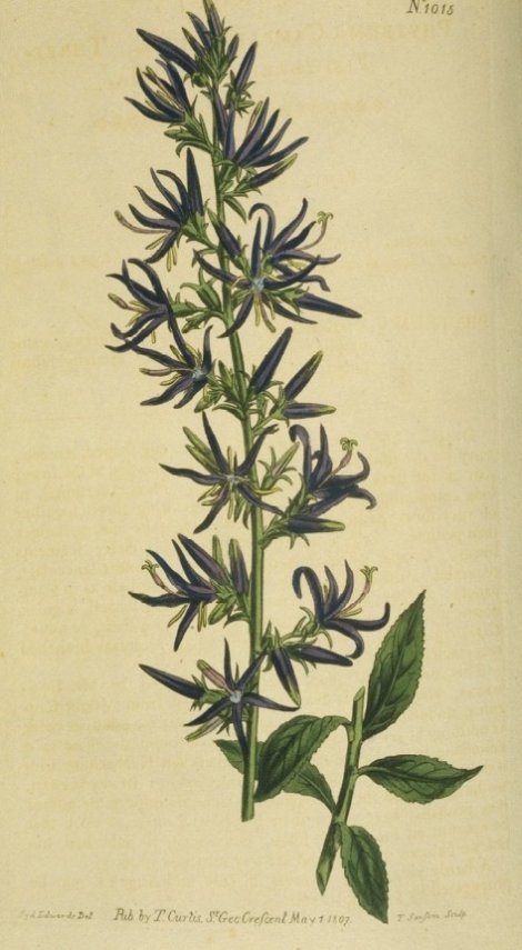 Asyneuma campanaloides - Curtis's Botanical