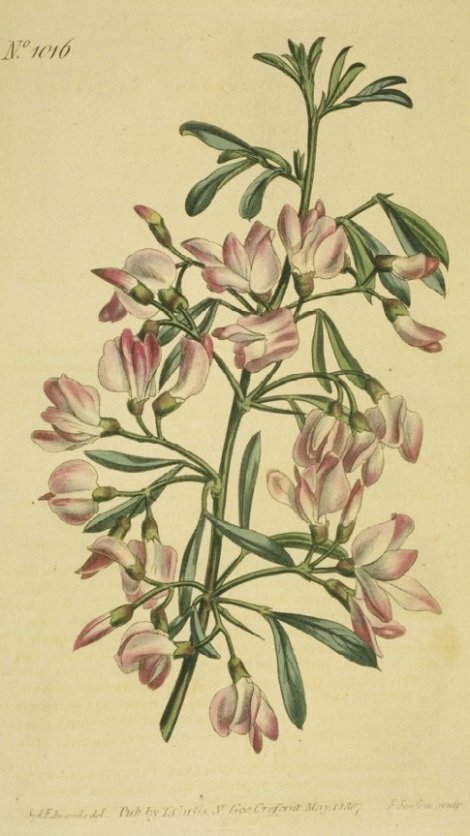 Halimodendron halodendron - Curtis's Botanical