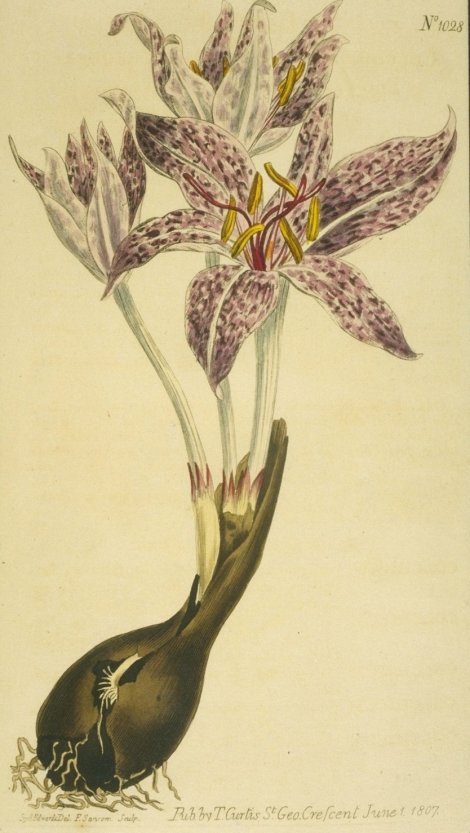 Colchicum variegatum - Curtis's Botanical