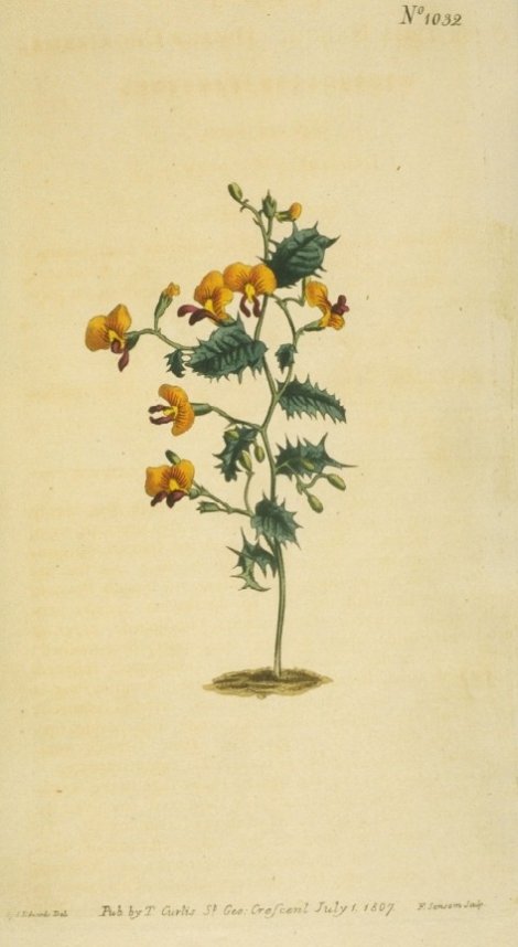 Chorizema ilicifolium - Curtis's Botanical