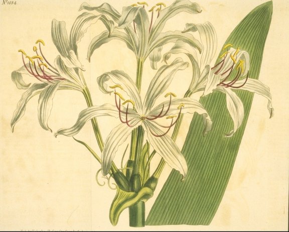 Crinum americanum - Curtis's Botanical