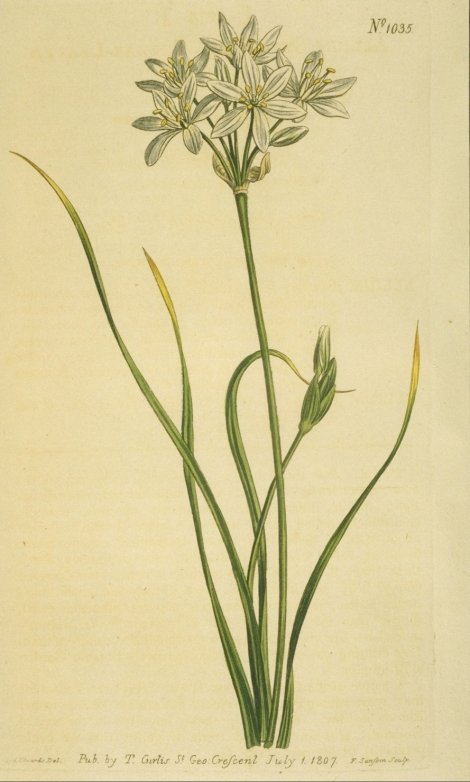 Nothoscordum striatum - Curtis's Botanical
