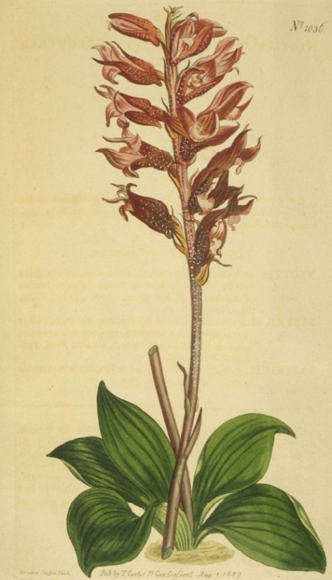 Stenorhynchus squamulosus - Curtis's Botanical