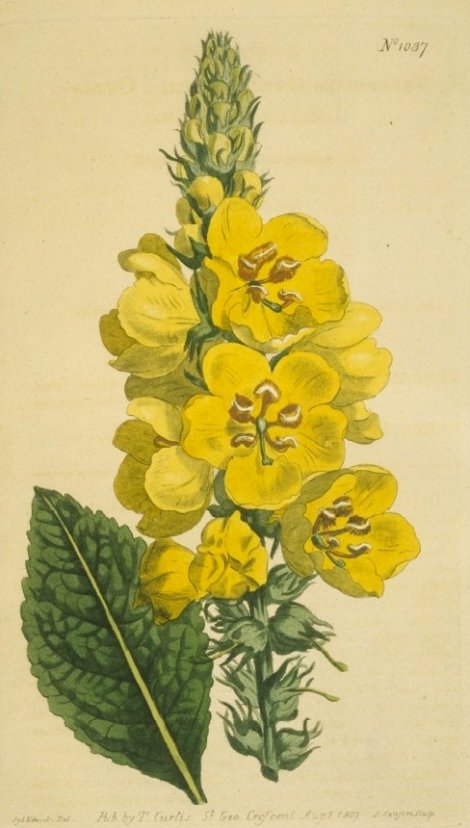 Verbascum ovalifolium - Curtis's Botanical