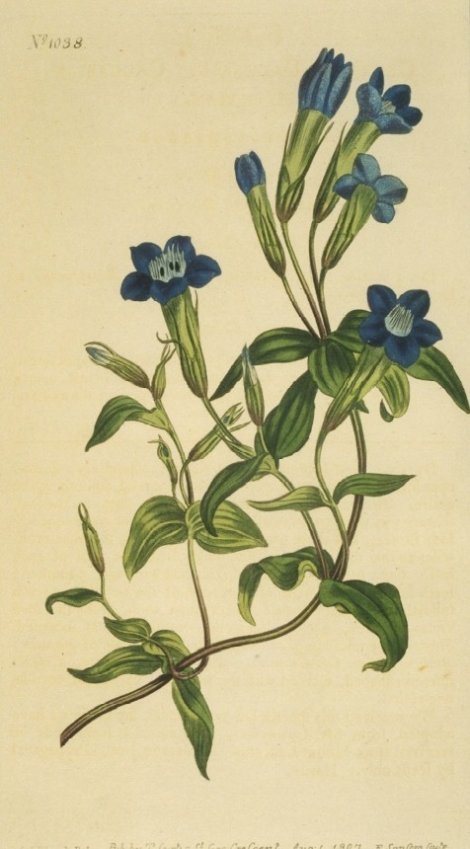 Gentiana Caucasea - Curtis's Botanical