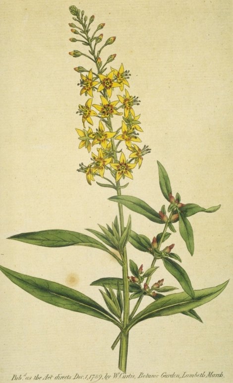 Lysimachia terrestris - Curtis's Botanical