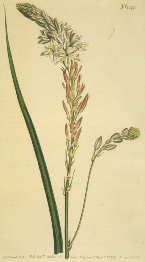 Anthericum falcatum - Curtis's Botanical