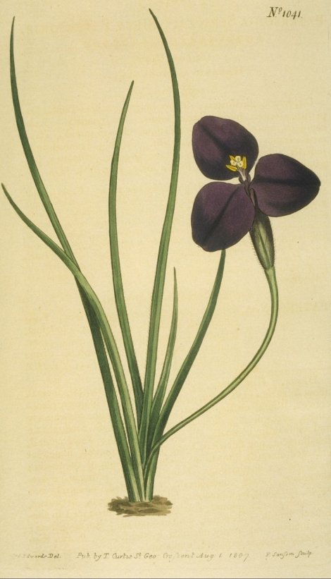 Patersonia sericea - Curtis's Botanical