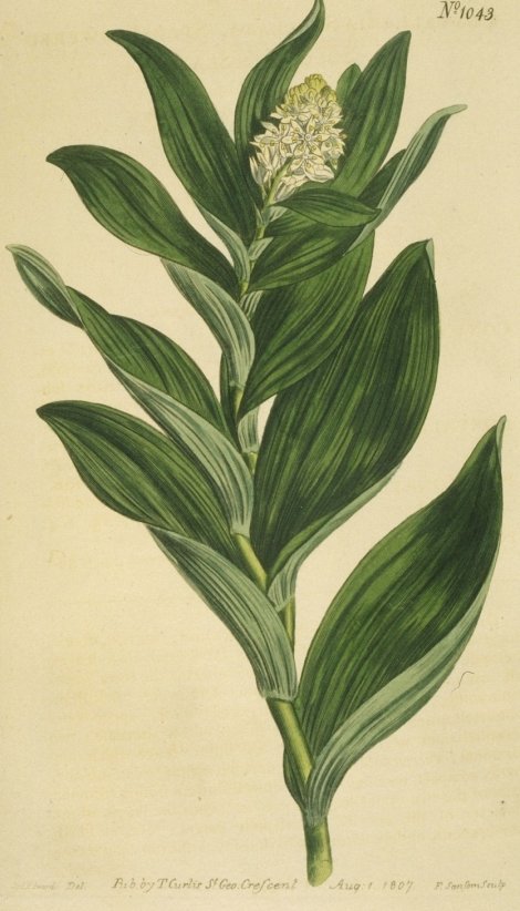 Smilacina stellata - Curtis's Botanical