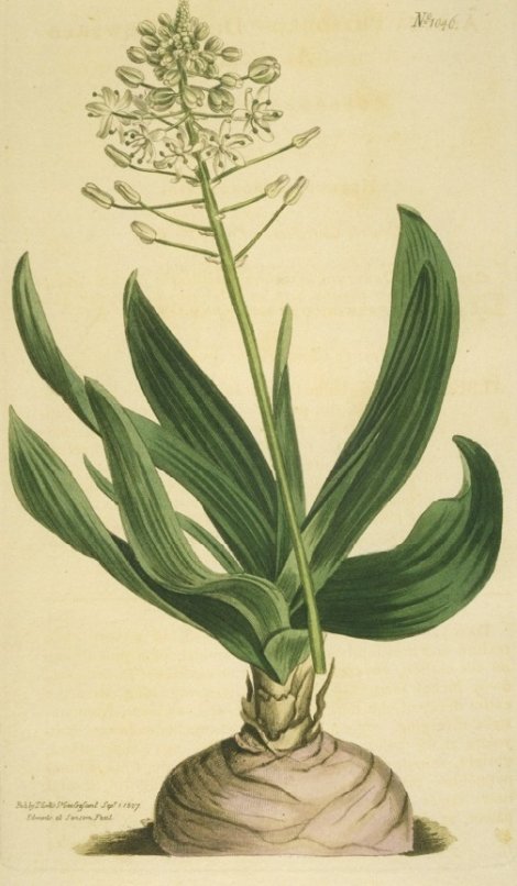 Urginea physodes - Curtis's Botanical