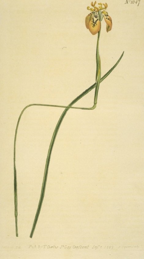 Moraea tenuis - Curtis's Botanical