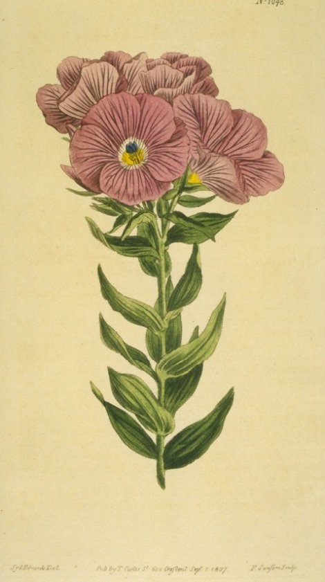 Linum hypericifolium - Curtis's Botanical