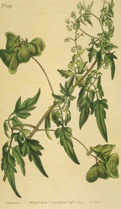 Cardiospermum halicacabum - Curtis's Botanical