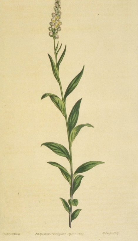 Polygala senega - Curtis's Botanical