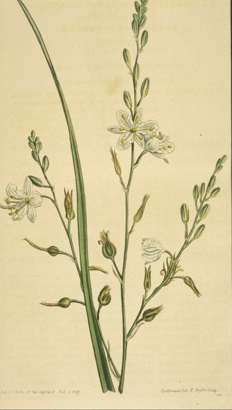 Anthericum ramosum - Curtis's Botanical