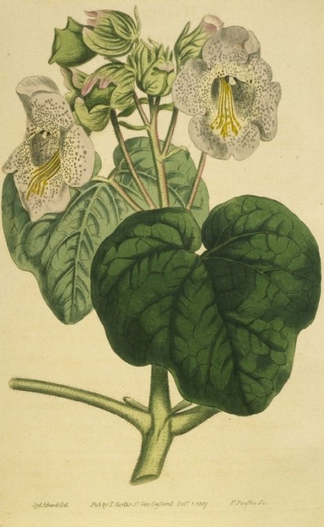 Proboscidea louisianica - Curtis's Botanical