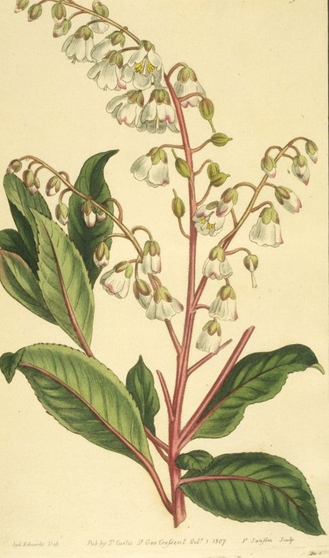 Clethra arborea - Curtis's Botanical