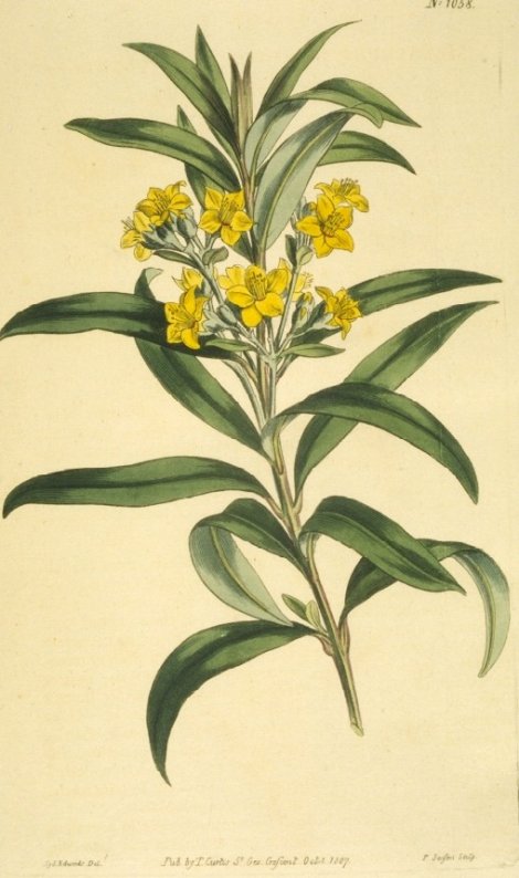 Tristania neriifolia - Curtis's Botanical