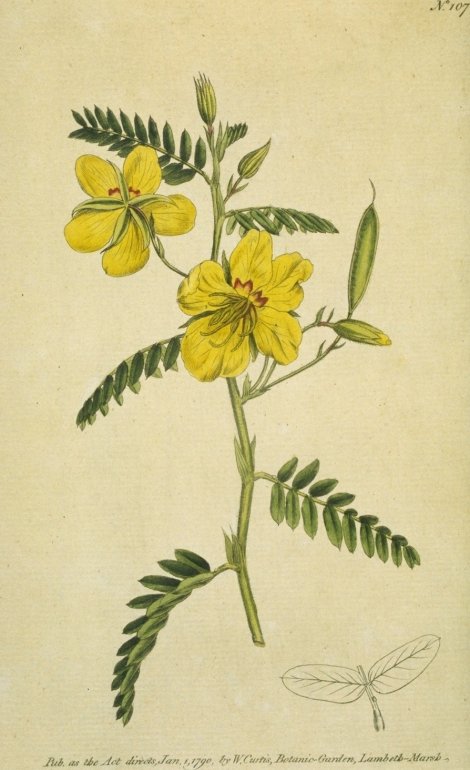 Chamaecrista fasciculata - Curtis's Botanical