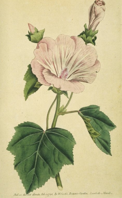 Lavatera trimestris - Curtis's Botanical