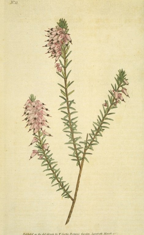 Erica carnea - Curtis's Botanical