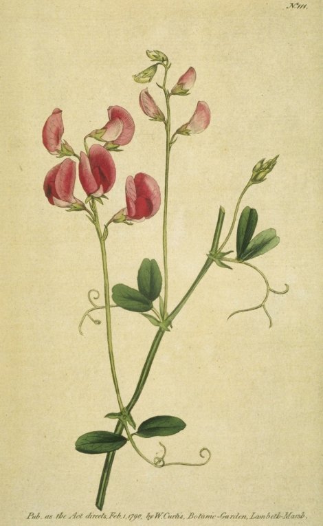 Lathyrus tuberosus - Curtis's Botanical