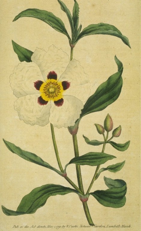 Cistus x cyprius - Curtis's Botanical