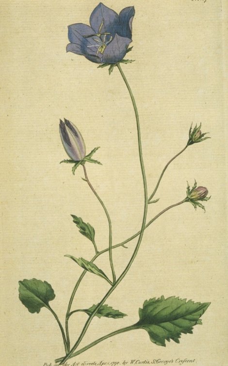 Campanula carpatica - Curtis's Botanical
