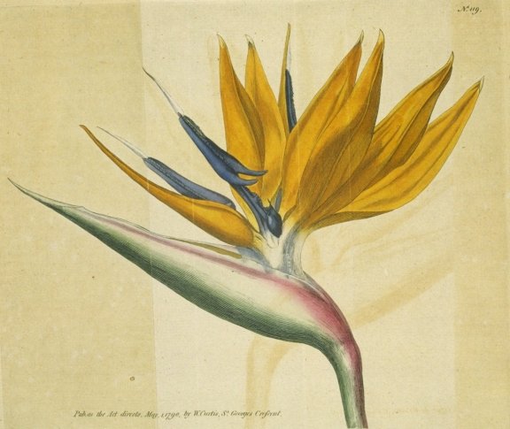 Strelitzia reginae - Curtis's Botanical