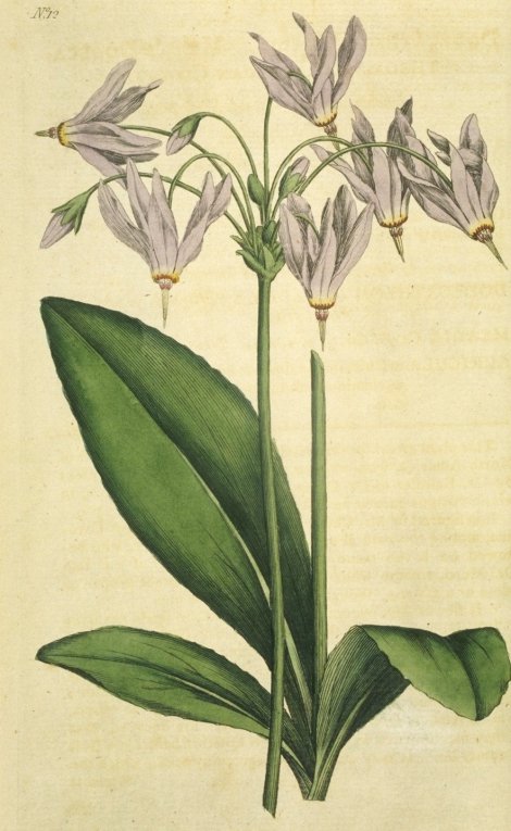 Dodecatheon cruciatum - Curtis's Botanical