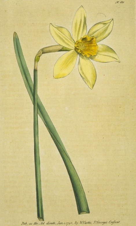 Narcissus incomparabilis - Curtis's Botanical