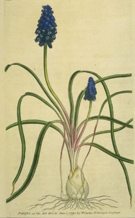 Muscari neglectum - Curtis's Botanical