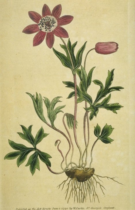 Anemone pavonina - Curtis's Botanical