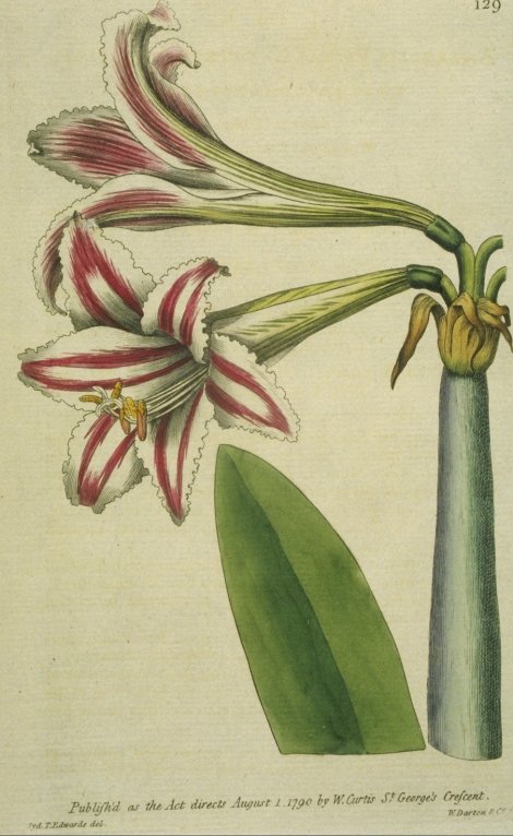 Hippeastrum vittatum - Curtis's Botanical
