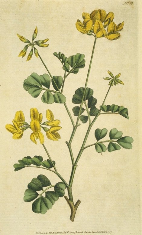 Coronilla valentina ssp. glauca - Curtis's Botanical