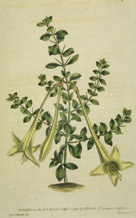 Catesbaea spinosa - Curtis's Botanical