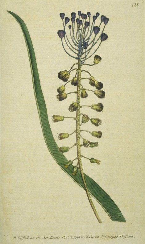 Muscari comosum - Curtis's Botanical