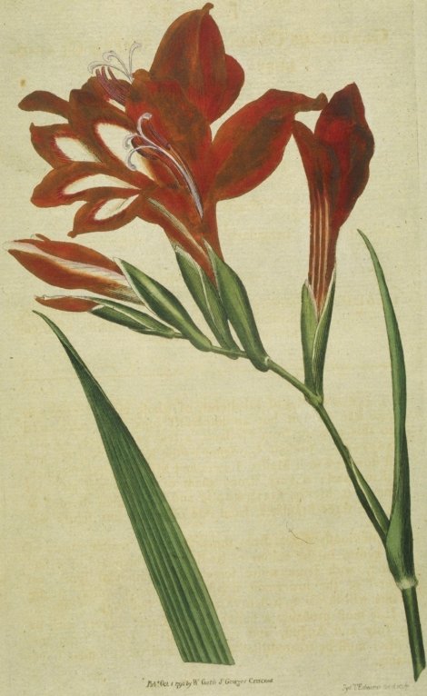 Gladiolus cardinalis - Curtis's Botanical