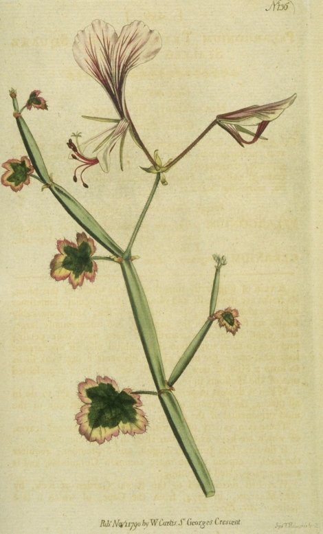 Pelargonium tetragonum - Curtis's Botanical