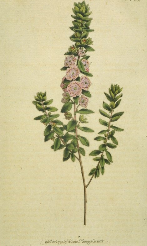 Kalmia hirsuta - Curtis's Botanical