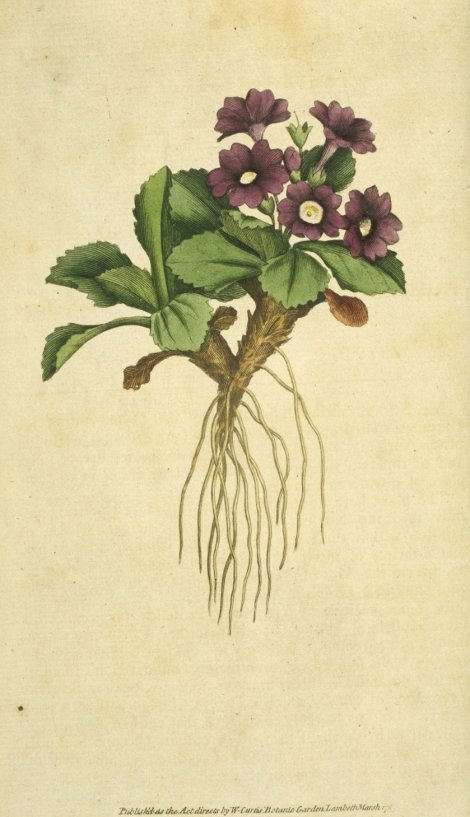 Primula hirsuta - Curtis's Botanical