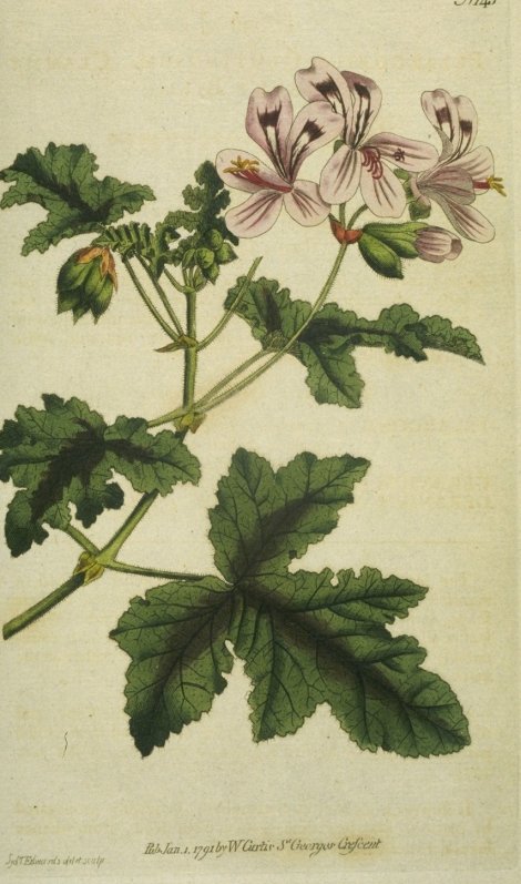 Pelargonium glutinosum - Curtis's Botanical