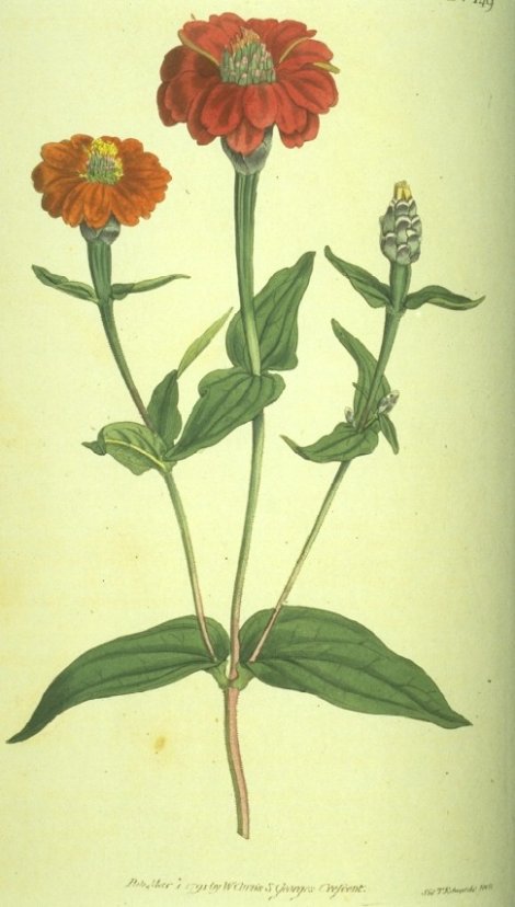 Zinnia multiflora - Curtis's Botanical
