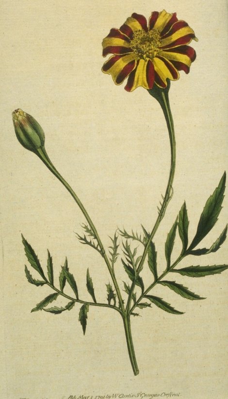 Tagetes patula - Curtis's Botanical