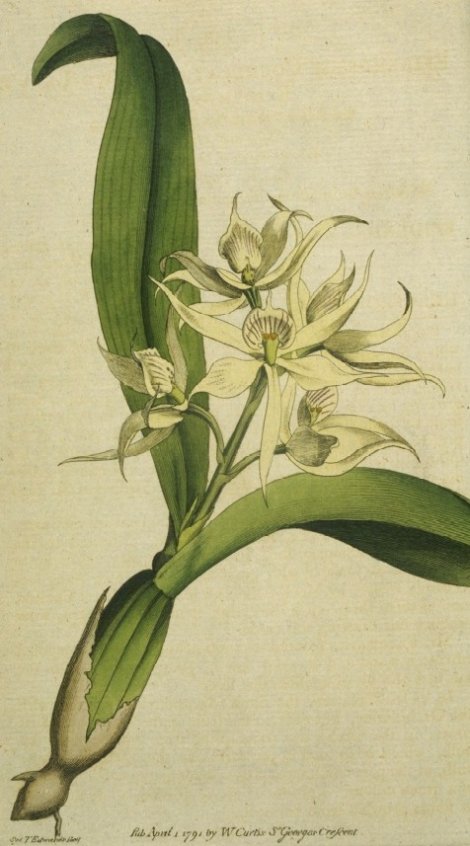 Encyclia fragrans - Curtis's Botanical